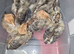 Campine chicks gold & silver 1 week old