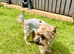 Stunning Yorkshire Terrier Puppies