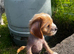 Chinese crested cross puppy for sale