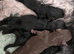 Russkaya Tsvetnaya Bolonka – the breed of the 21st century