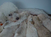 Toy poochon **last girl left**