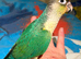 Beautiful hand reared baby conures