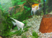 Two breeding pair of Angels Fish.