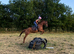 14.2hh pony club/showjumping/all rounder