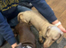 KC registered miniature dachshund