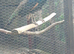 2026 java green cockbird