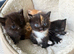 5 Gorgeous BSH x Scottish Straight Kittens
