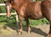 Lovely chestnut mare