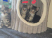 Stunning cross fluffy Bengal kittens