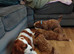 Cavapoos