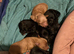 5 Jackapoo puppies all boys