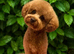 maltipoo puppies for sale
