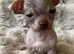 Chihuahua Cross Chinese Crested Male Pup