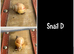 Ready to go Giant African Land Snails
