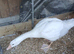 2 x 6 week old goslings