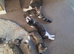 Beautiful kittens