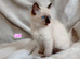 Ragdoll kittens - Exceptional