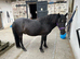 12.2 hh Genuine companion Dartmoor Hill Pony.
