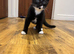 Gorgeous kitten