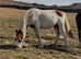 5 handsome colts for sale