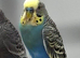 Adult breeding cock bird