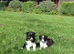 ****Beautiful Border Collie Puppies ****