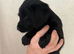 Labradoodle pups