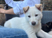 Shepsky Pups
