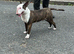 I have English bull terrier proven stud dogs