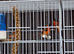 Red siskin cocks