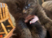 Kittes