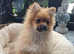 Last 2 Pomeranian puppies