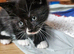 8 week old kitten