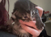 2 male kittens