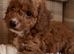 Tiny cockapoo puppies
