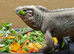 Sunning rhino iguana female 3 years old