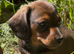 Miniature Dachshund girls