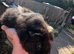 Beautiful baby boar pig