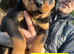 Rottweiler pups