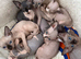 sphynx canadian kittens ready to leave now