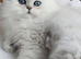 Pure chinchilla Persian