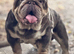 1 male available Eddie proven stud