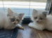 2 ragdoll cross kittens ready to leave now