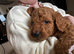 Cockapoo