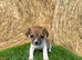 Jack Russell puppies
