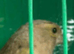 Green finches