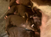 KC registered cocker spaniel stud