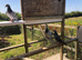 6 Racing pigeons for sale