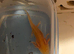 Golden albino axoltol lovely rare baby