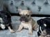 French bulldog puppies